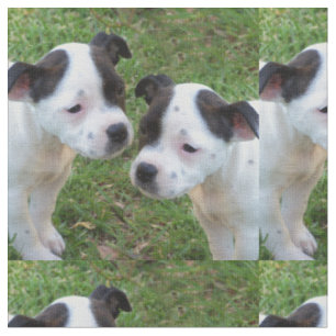 Zwart-wit Staffordshire Bull Terrier Puppies Stof