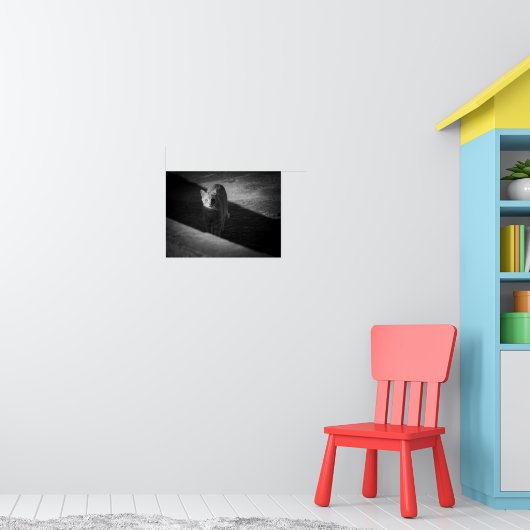 Zwart-Wit Straatkat Fotografie Poster (Kinderkamer 1)