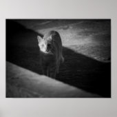 Zwart-Wit Straatkat Fotografie Poster (Voorkant)
