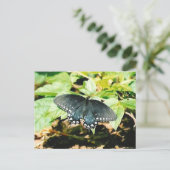 Zwart Wit Swallowtail Vlinder Foto Briefkaarten (Staand voorkant)