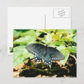 Zwart Wit Swallowtail Vlinder Foto Briefkaarten (Voorkant / Achterkant)