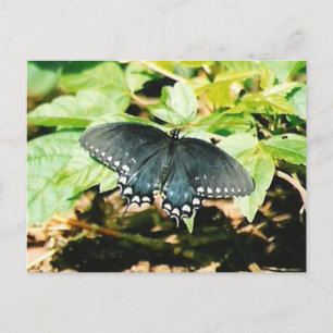 Zwart Wit Swallowtail Vlinder Foto Briefkaarten
