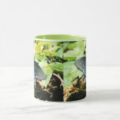 Zwart Wit Swallowtail Vlinder Foto Mokken (Midden)