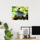 Zwart Wit Swallowtail Vlinder Foto Posters (Thuiskantoor)