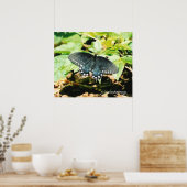 Zwart Wit Swallowtail Vlinder Foto Posters (Keuken)
