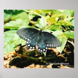 Zwart Wit Swallowtail Vlinder Foto Posters