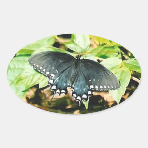 Zwart Wit Swallowtail Vlinder Foto Stickers