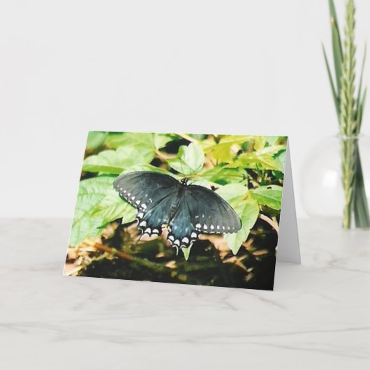 Zwart Wit Swallowtail Vlinder Wenskaarten Kaart (Voorkant)