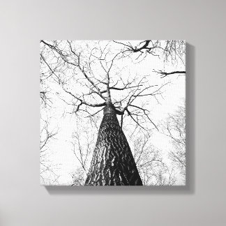 Zwart-wit Tall Trees Forest Canvas Afdruk