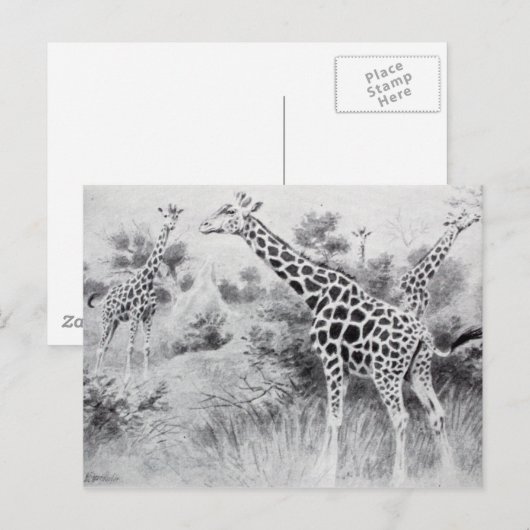  zwart-wit tekening Giraffe Briefkaart (Voorkant / Achterkant)