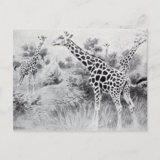  zwart-wit tekening Giraffe Briefkaart (Voorkant)