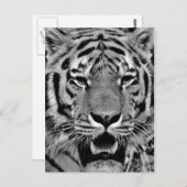 Zwart-wit tijgergezicht briefkaart (Voorkant / Achterkant)
