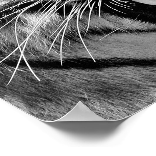 Zwart-wit tijgergezicht poster (Hoek)