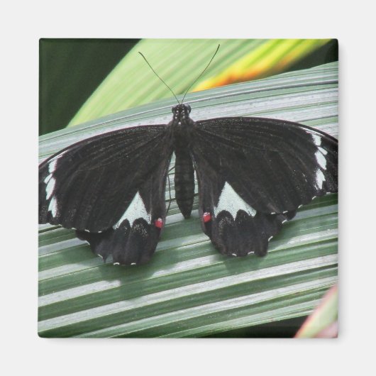 Zwart & Wit Tropische Vlinder Magneet (Voorkant)