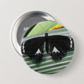 Zwart-wit tropische vlinder ronde button 7,6 cm (Voorkant /achterkant)
