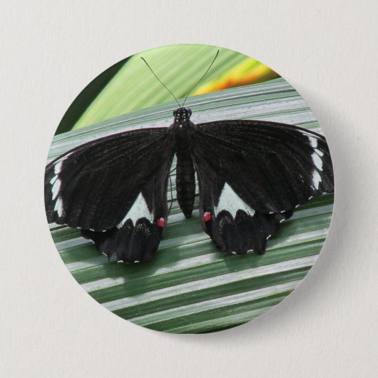 Zwart-wit tropische vlinder ronde button 7,6 cm (Voorkant)