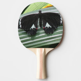 Zwart-wit tropische vlinder tafeltennisbatje