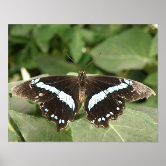 Zwart-wit tropische vlinderprint poster (Voorkant)