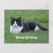 zwart-wit Tuxedo Cat Birthday Briefkaart (Voorkant)