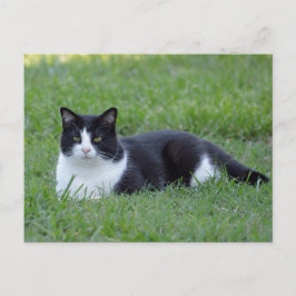  zwart-wit Tuxedo Cat Foto Briefkaart