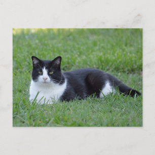  zwart-wit Tuxedo Cat Foto Briefkaart