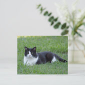  zwart-wit Tuxedo Cat Foto Briefkaart (Staand voorkant)