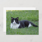  zwart-wit Tuxedo Cat Foto Briefkaart (Voorkant / Achterkant)