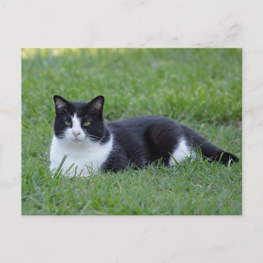  zwart-wit Tuxedo Cat Foto Briefkaart (Voorkant)