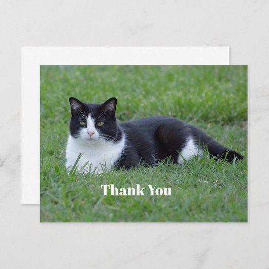  zwart-wit Tuxedo Cat Foto Dank U Briefkaart (Voorkant / Achterkant)