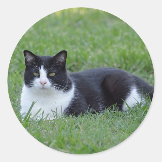  zwart-wit Tuxedo Cat Foto Ronde Sticker (Voorkant)