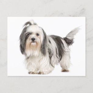 Zwart-wit Tzu Puppy Dog Briefkaart
