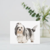 Zwart-wit Tzu Puppy Dog Briefkaart (Staand voorkant)