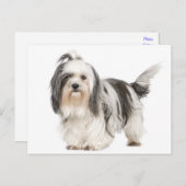 Zwart-wit Tzu Puppy Dog Briefkaart (Voorkant / Achterkant)