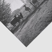 Zwart-wit veld Koeien foto Decoupage Tissuepapier (Detail)