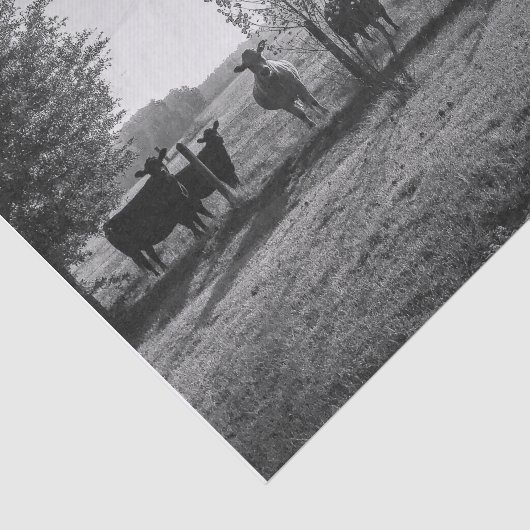 Zwart-wit veld Koeien foto Decoupage Tissuepapier (Detail)