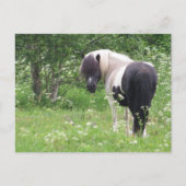 Zwart-wit verf Pony, gras en wilde bloemen Briefkaart (Voorkant)