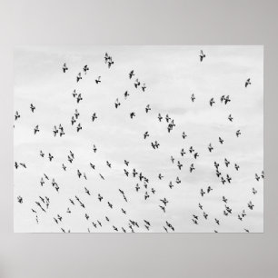 Zwart & Wit Vogel Bewegingsposter Poster