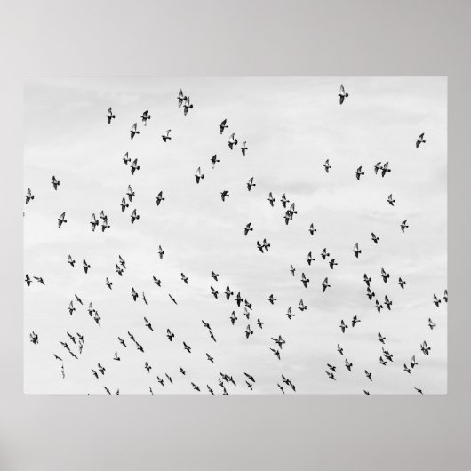 Zwart & Wit Vogel Bewegingsposter Poster (Voorkant)