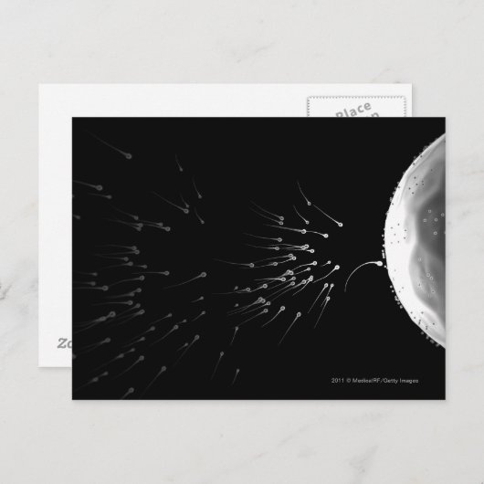 Zwart-wit voorbeeld van bemesting briefkaart (Voorkant / Achterkant)