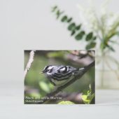 Zwart-wit Warbler Briefkaart (Staand voorkant)