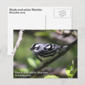 Zwart-wit Warbler Briefkaart (Voorkant / Achterkant)