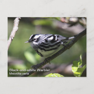 Zwart-wit Warbler Briefkaart