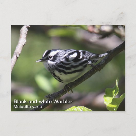 Zwart-wit Warbler Briefkaart (Voorkant)