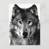Zwart & Wit Wolf Portret Briefkaart (Voorkant)