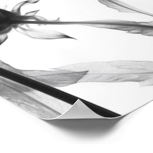Zwart & wit X-Ray Bloemen Poster (Hoek)