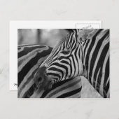 Zwart/wit Zebra Briefkaart (Voorkant / Achterkant)