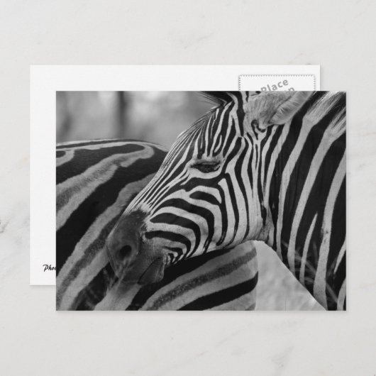 Zwart/wit Zebra Briefkaart (Voorkant / Achterkant)