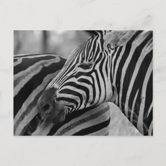 Zwart/wit Zebra Briefkaart (Voorkant)