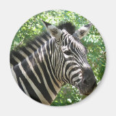 Zwart-wit Zebra Magnet (Voorkant)