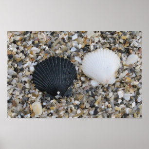 Zwart-wit zeeschelpen poster